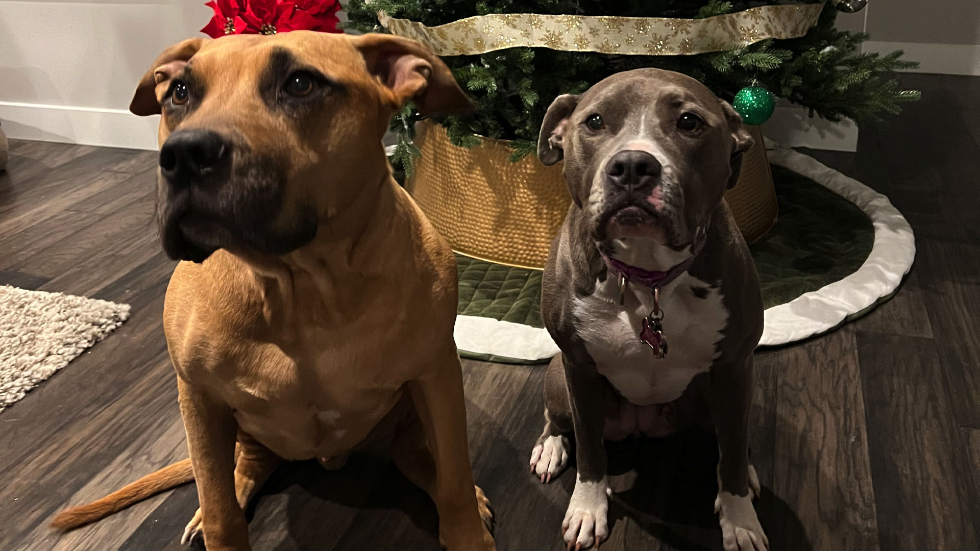 Two dogs, Simba and Bolt, sitting in front of a Christmas tree.