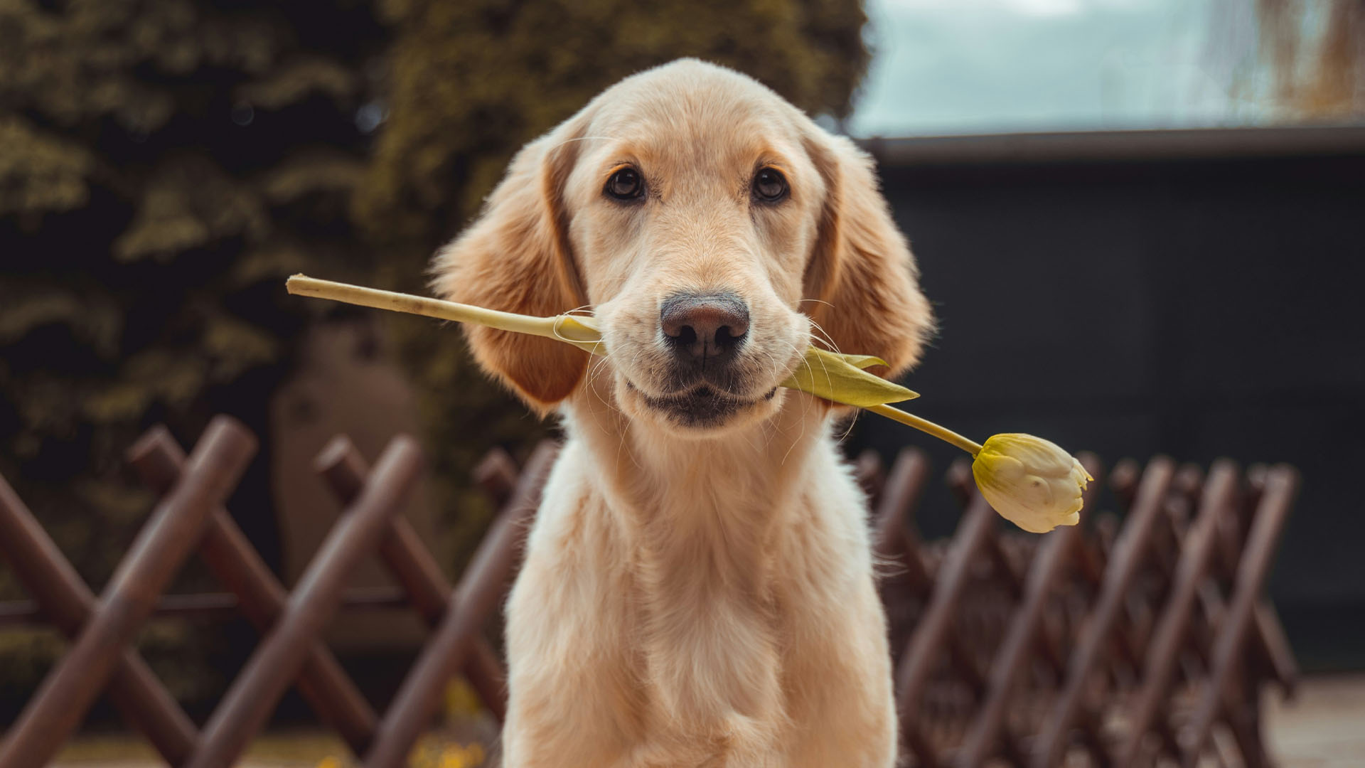 A golden retriever dog holding a flower in their mouth