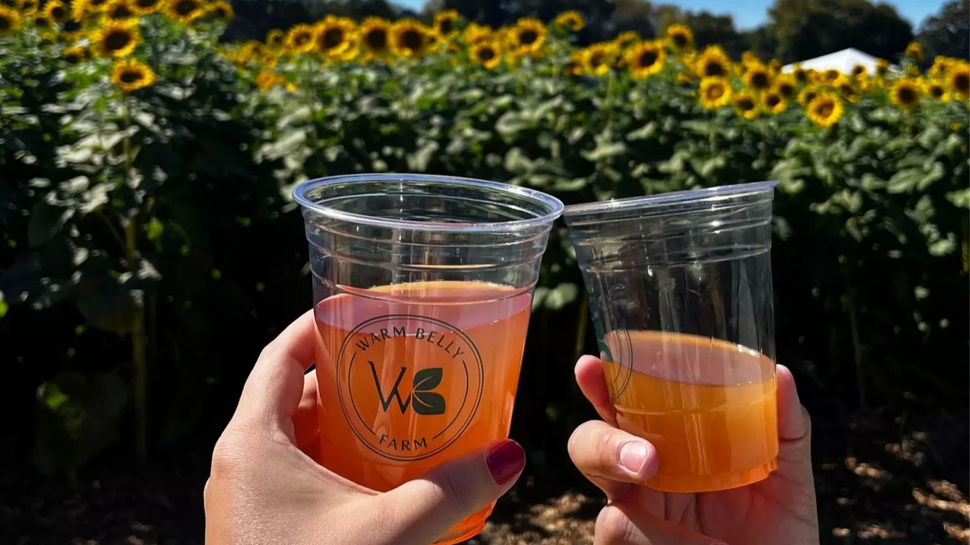 Two glasses of Warm Belly Farms cider